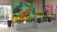 Auch in den Pavillons schöne Arrangements