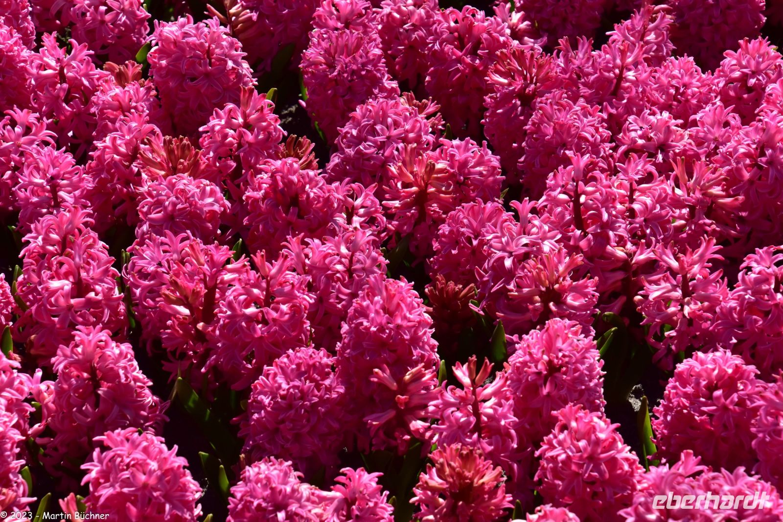 Blüte im Keukenhof