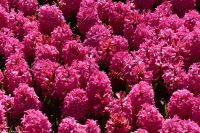 Blüte im Keukenhof