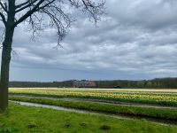Blumenbauer bei Keukenhof