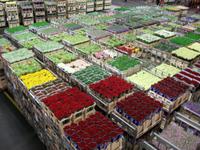 Blumenversteigerung Aalsmeer