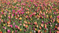 Bunte Mischung