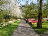 Den Keukenhof besucht man wegen seiner Blumenpracht