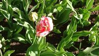 Dick gefüllte Tulpen