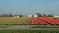 Die Tulpen blühen in Holland