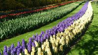 Ein Augenschmaus auf dem Keukenhof