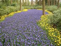 Ein Fluss aus Blumen auf dem Keukenhof