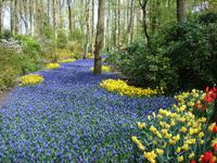 Ein Fluss aus Tulpen auf dem Keukenhof