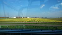 Erste Tulpenfelder am Wege