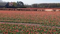 Felder auch um den Keukenhof