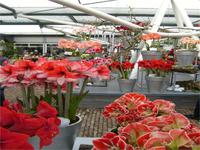 Frühling im Keukenhof