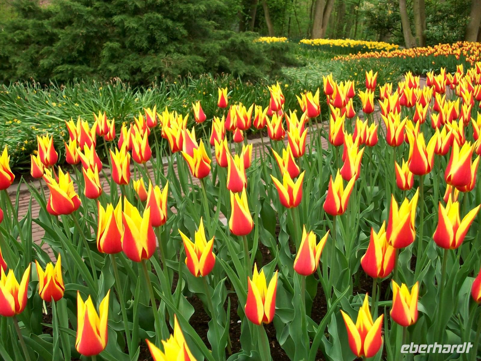 Im Keukenhof