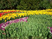 Im Keukenhof