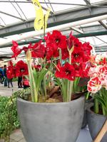 Im Keukenhof