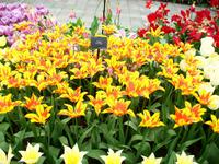 Im Keukenhof