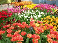 Im Keukenhof