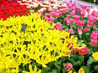 Im Keukenhof