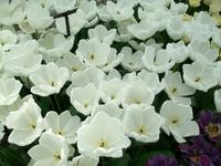 Im Keukenhof