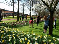 Im Keukenhof