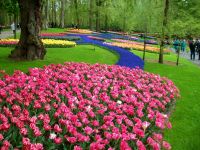 Im Keukenhof