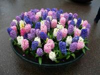 Im Keukenhof