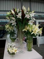 Im Keukenhof