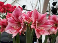 Im Keukenhof