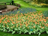Im Keukenhof
