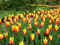 Im Keukenhof