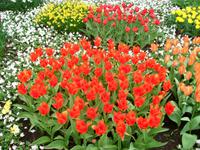 Im Keukenhof