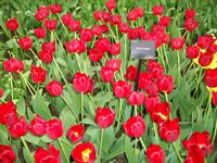 Im Keukenhof