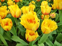Im Keukenhof