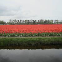 Im Keukenhof