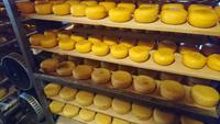 Käse auf dem Rembrandthof