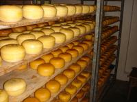 Käse bei Amsterdam