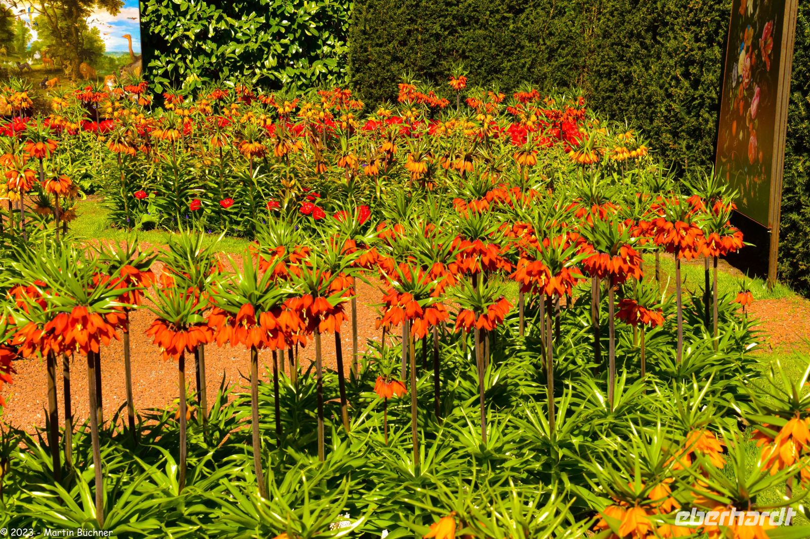 Kaiserkronen im Keukenhof
