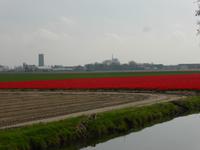 Keukenhof - Blumenfelder