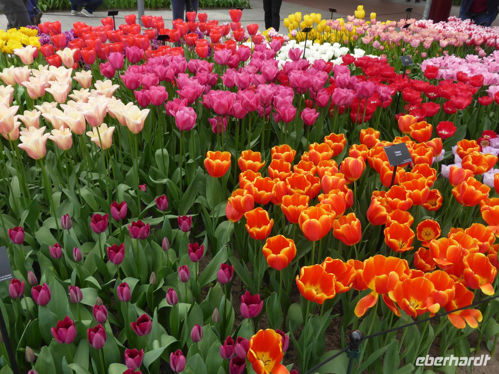 Keukenhof 