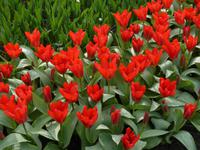 Keukenhof 