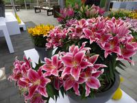 Keukenhof 