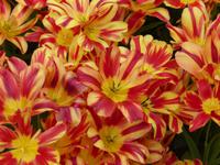 Keukenhof 