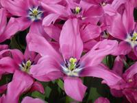 Keukenhof 