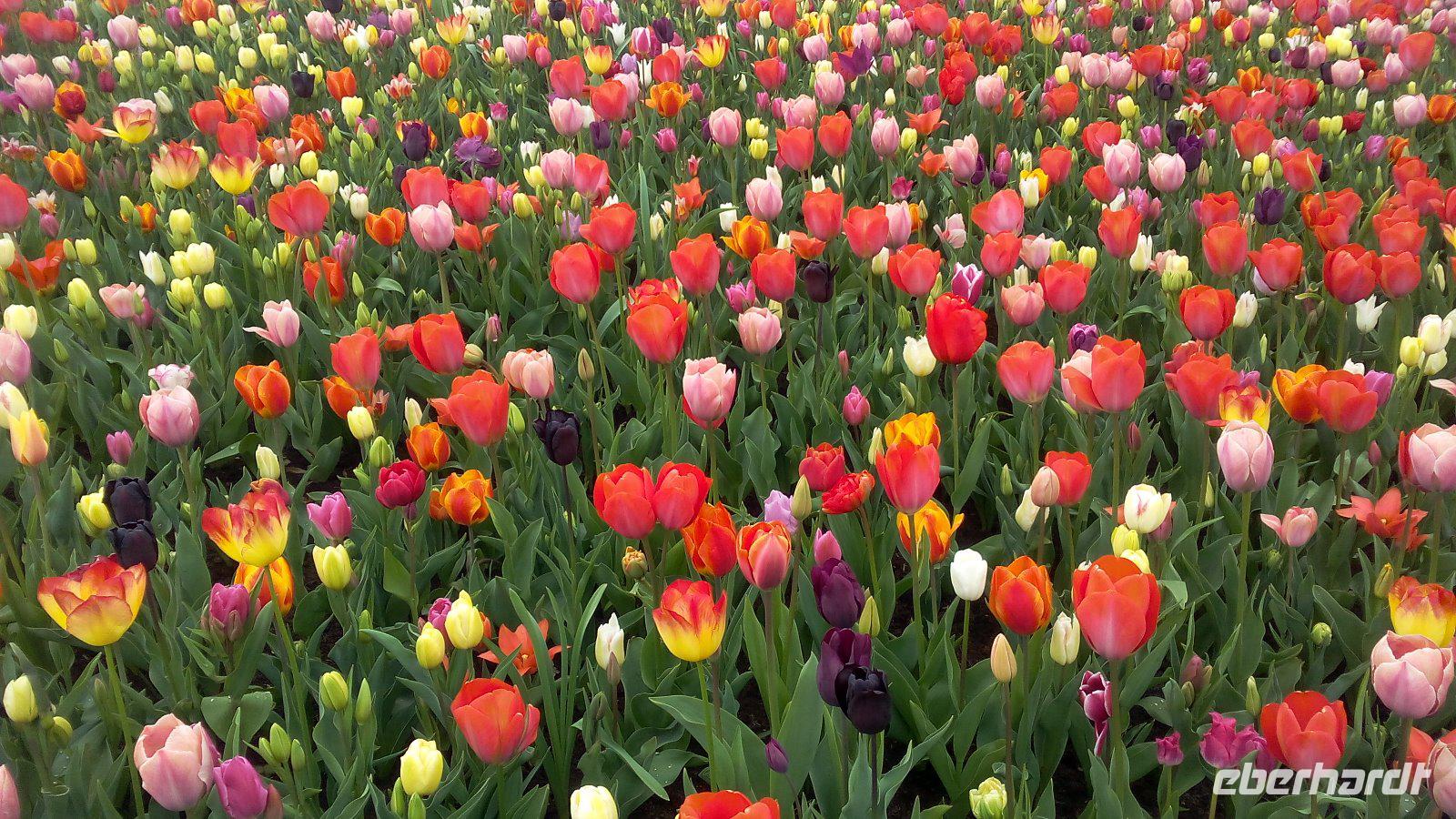 Keukenhof
