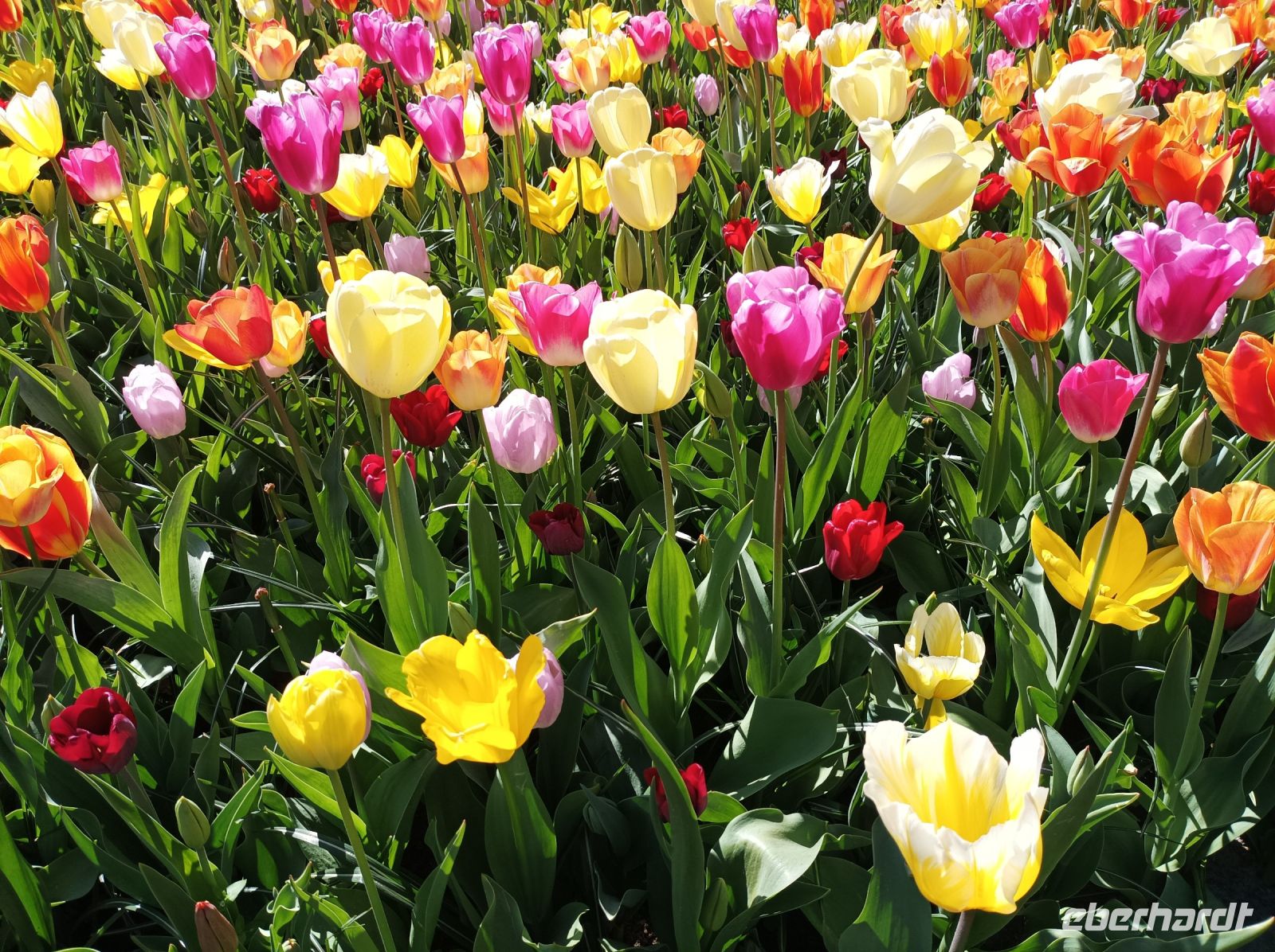 Keukenhof