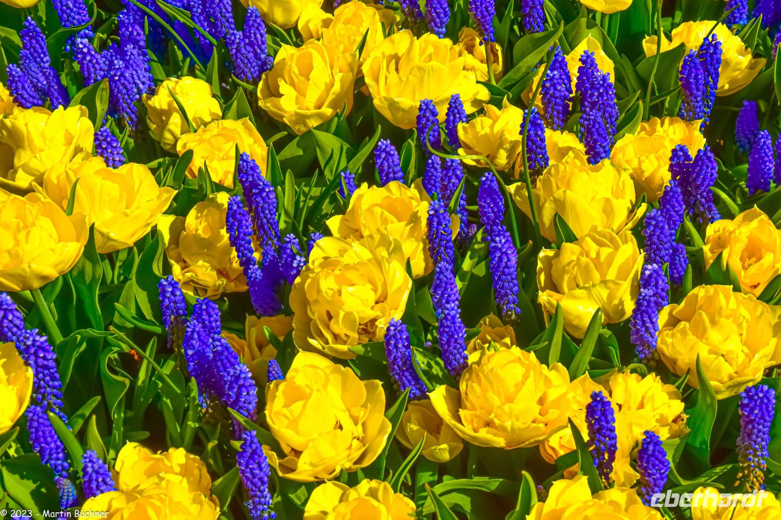 Keukenhof