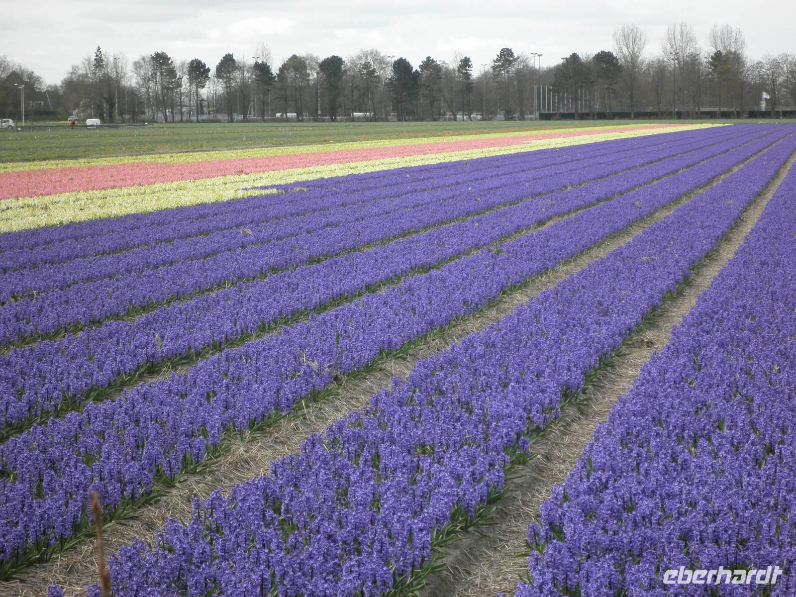 Keukenhof