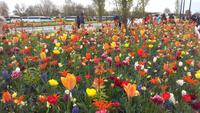 Keukenhof