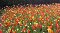Keukenhof