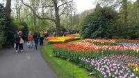 Keukenhof