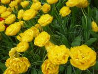 Keukenhof